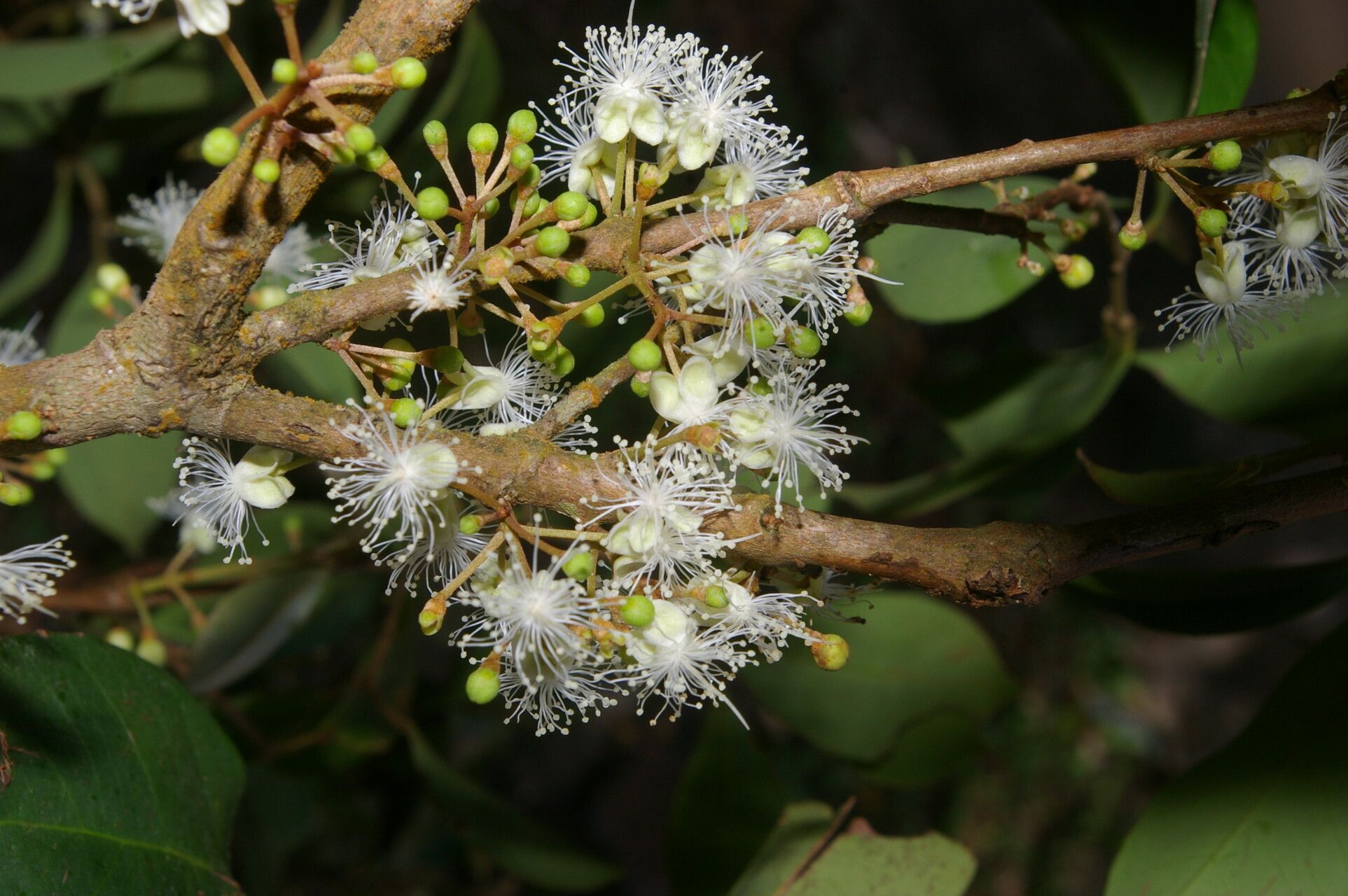 Eugenia cartagensis fruit