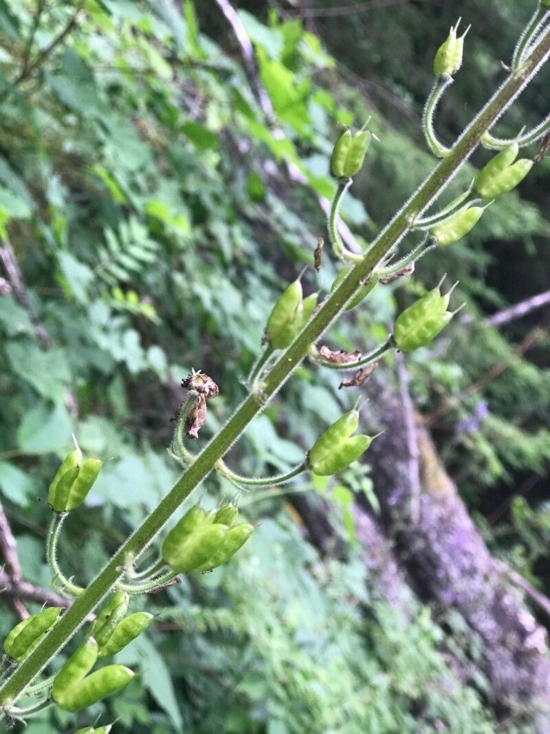 Aconitum x cammarum fruit