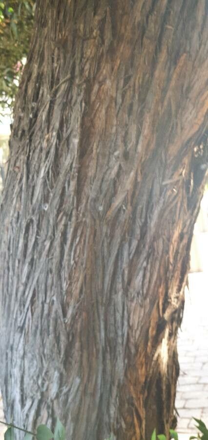 Podocarpus chinensis bark