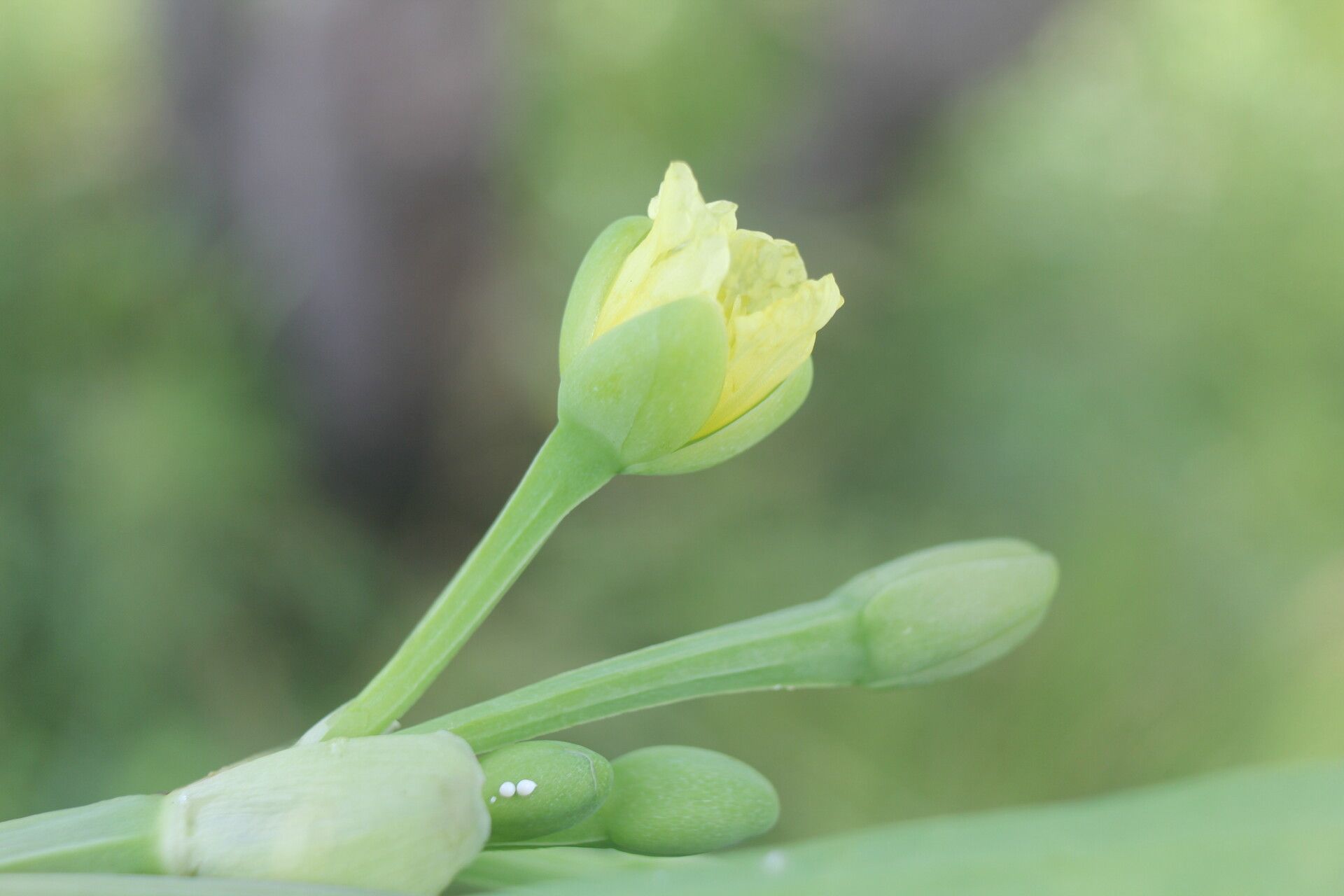 Limnocharis laforestii flower