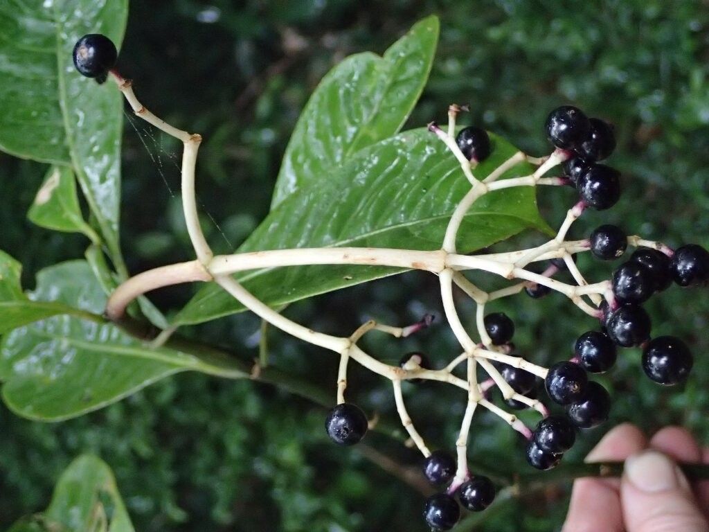 Chassalia moramangensis — houseplant care guide