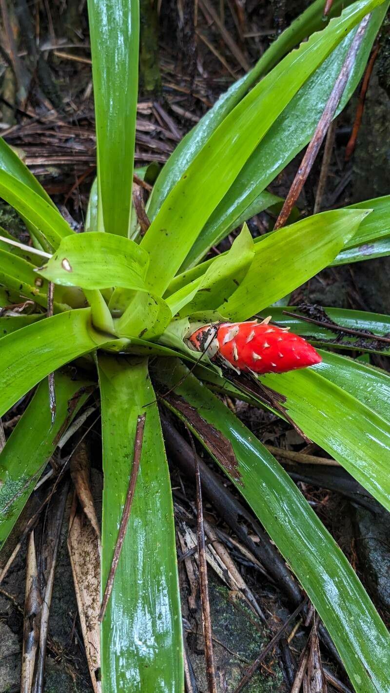 Guzmania berteroniana