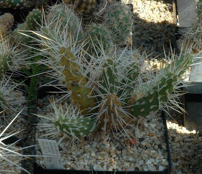 Maihueniopsis wagenknechtii — houseplant care guide