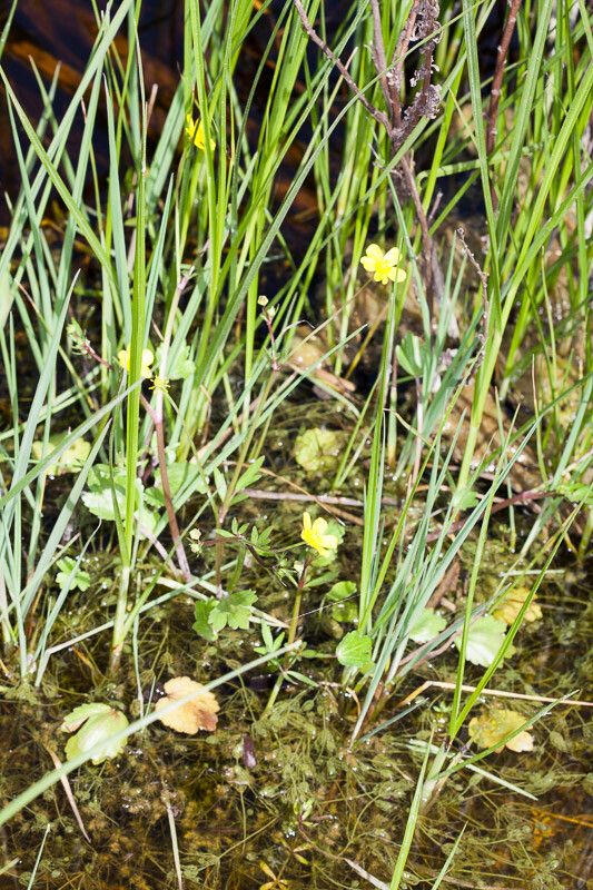 Ranunculus cordiger habit
