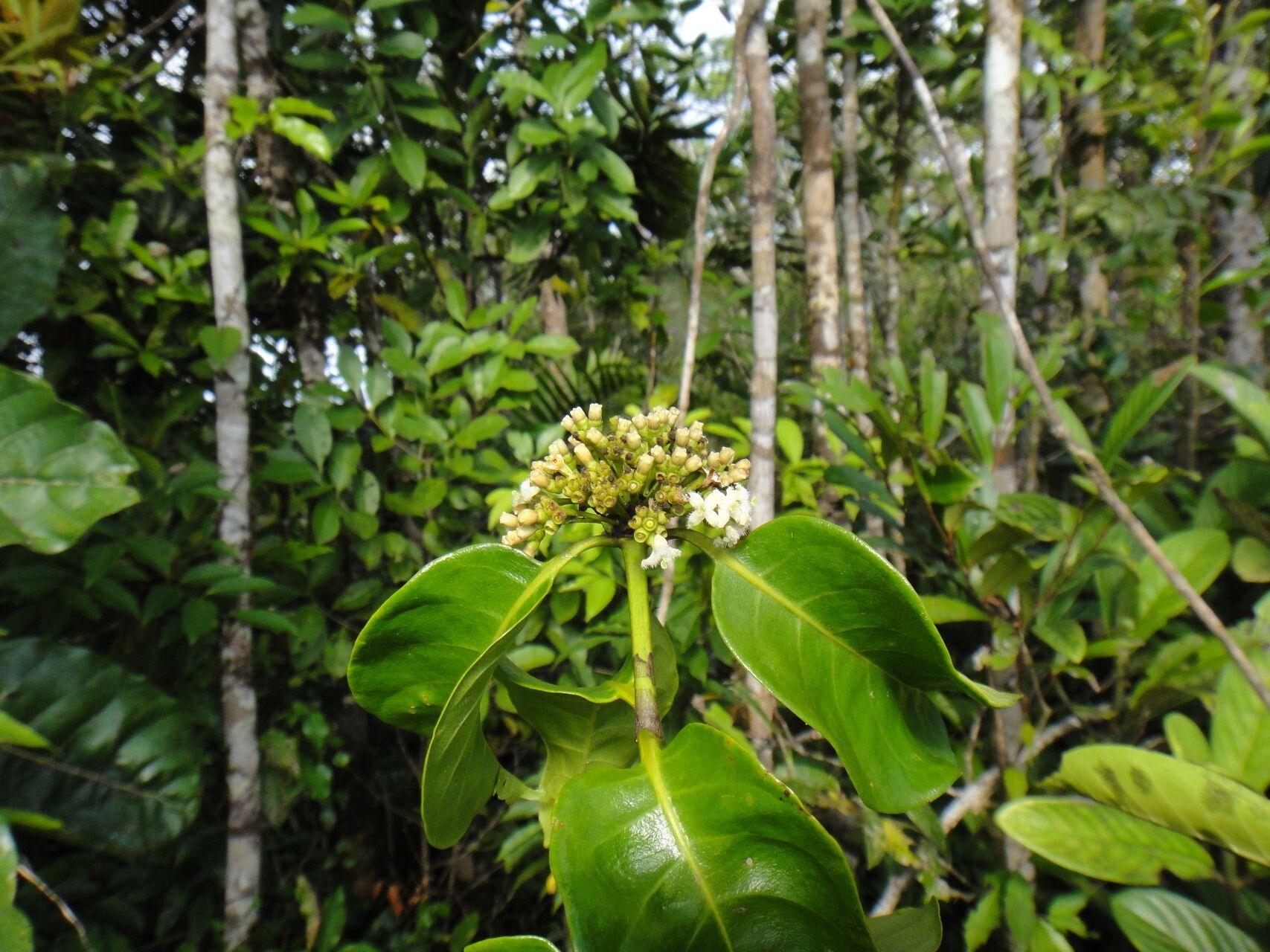 Gynochthodes candollei flower