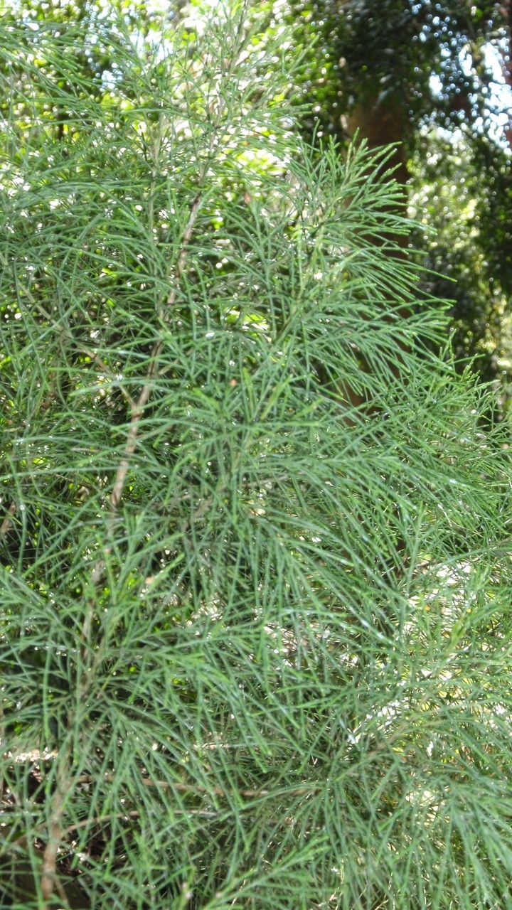 Gymnostoma australianum — search result for 'Cupressus'