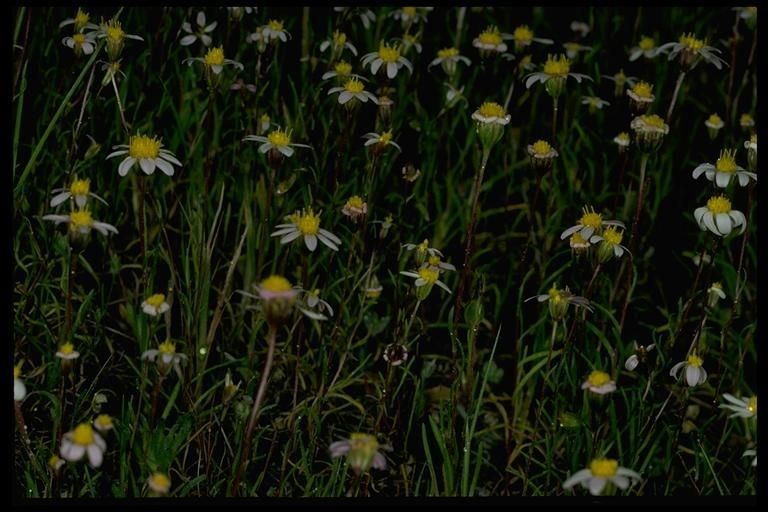 Pentachaeta bellidiflora habit