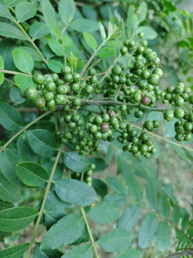 Zanthoxylum rhoifolium fruit