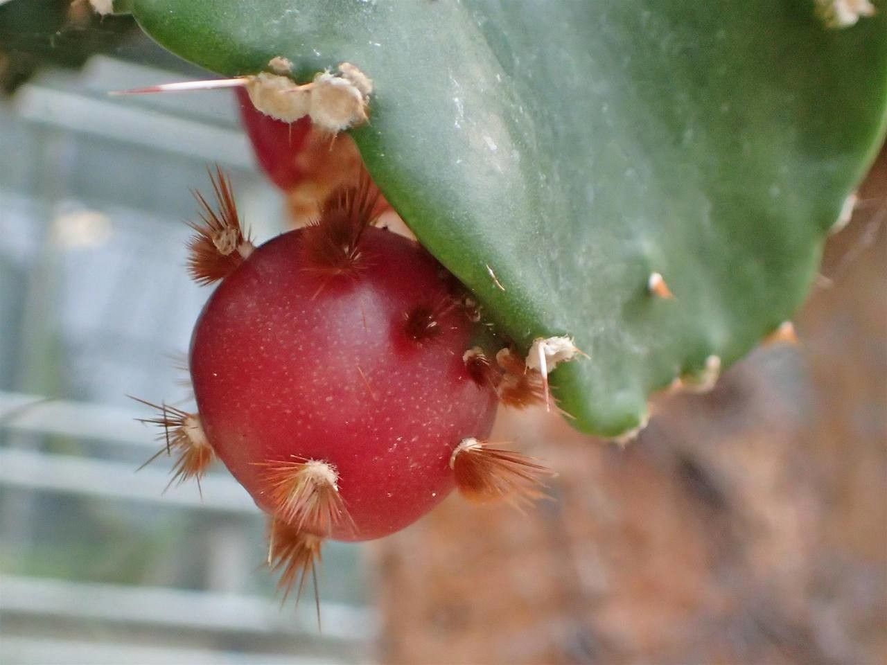 Brasiliopuntia brasiliensis fruit
