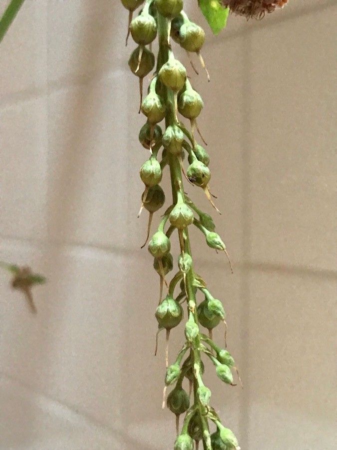 Lysimachia ephemerum fruit