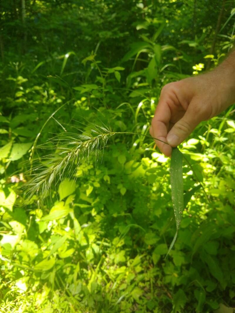 Elymus villosus flower