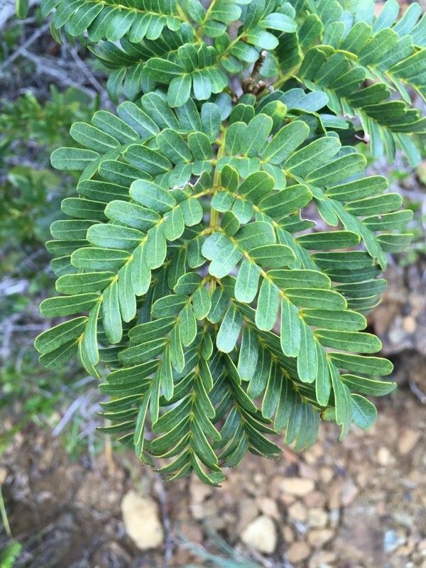 Serianthes germainii leaf
