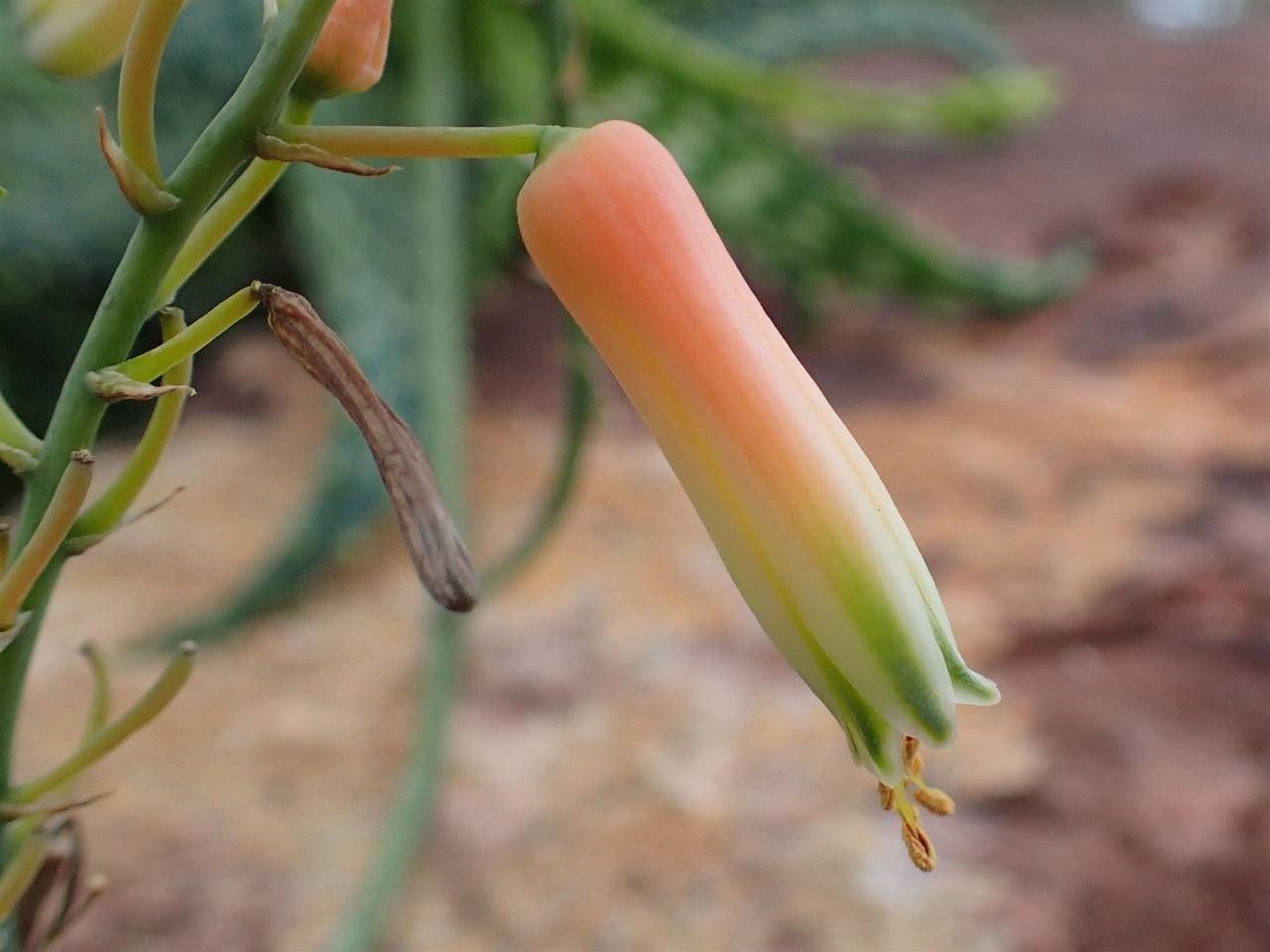 Aloe andringitrensis fruit