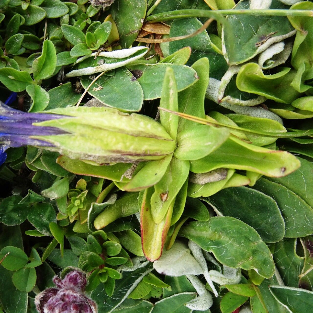 Gentiana verna — search result for 'Gentianaceae'