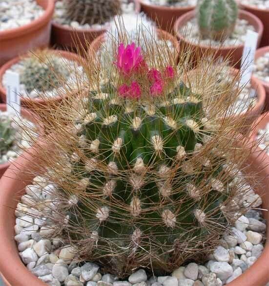 Eriosyce villosa — houseplant care guide