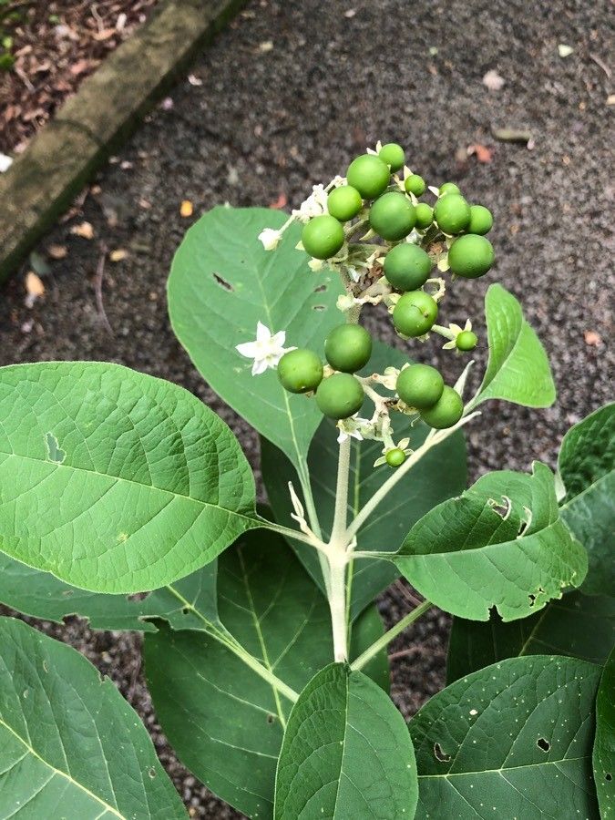 Solanum hazenii fruit