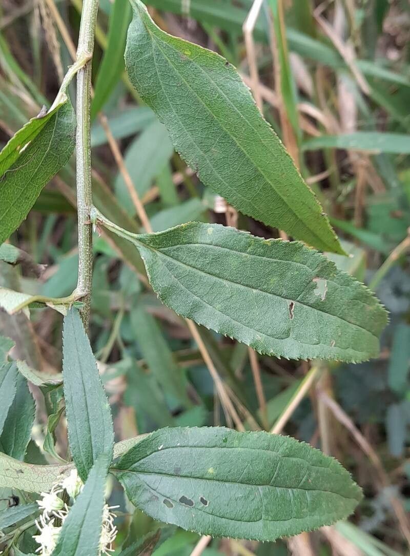 Baccharis punctulata — search result for 'Baccharis'