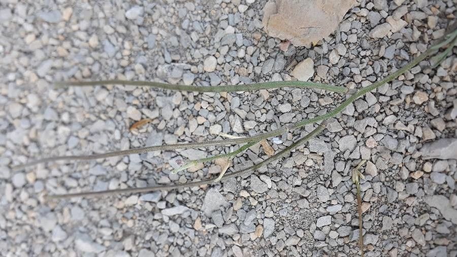 Matthiola fruticulosa fruit