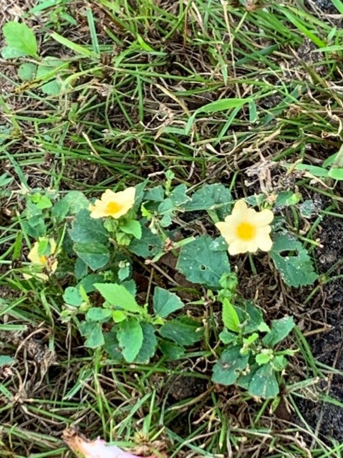 Sida abutifolia flower