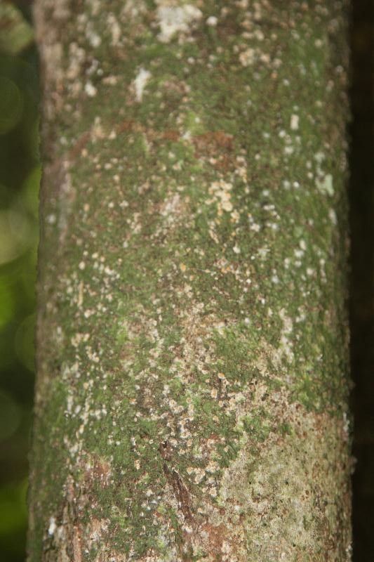 Pouteria egregia bark