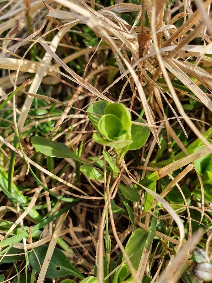 Noccaea montana leaf