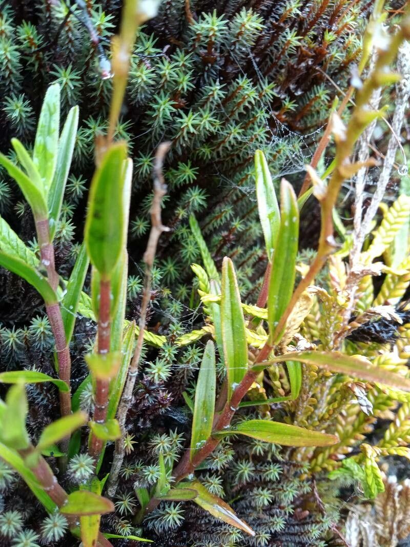 Epidendrum fimbriatum — search result for 'Epidendrum'