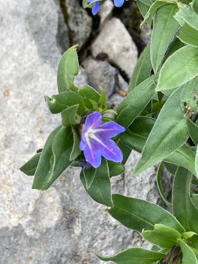 Buglossoides gastonii flower