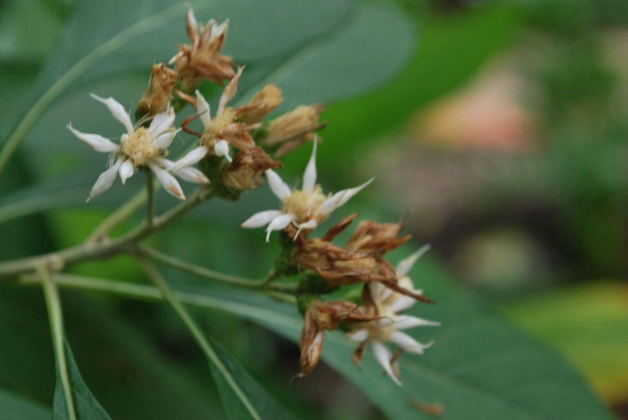 Gymnanthemum amygdalinum flower