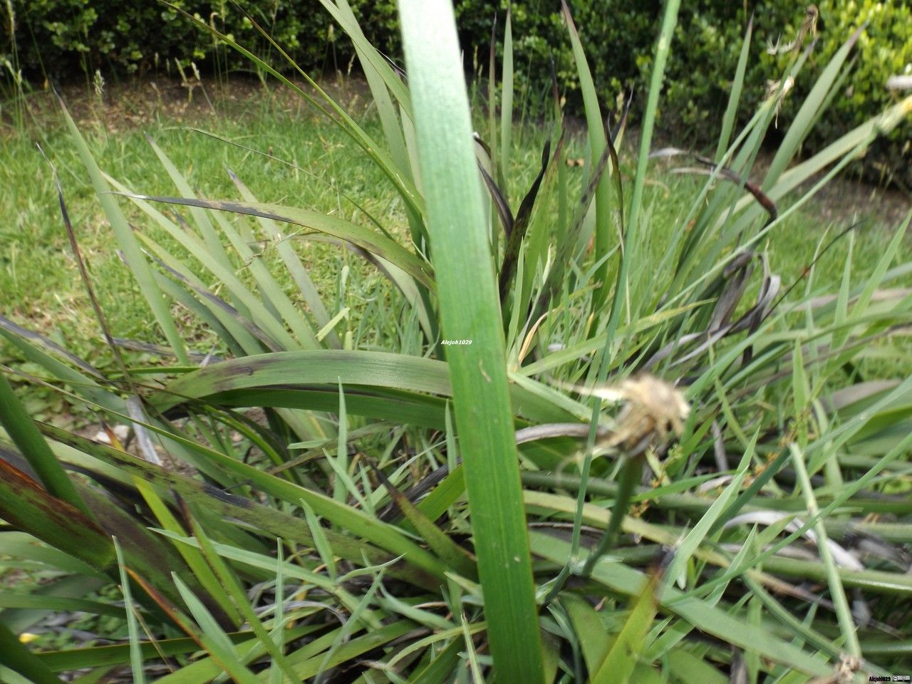Anigozanthos spp. leaf