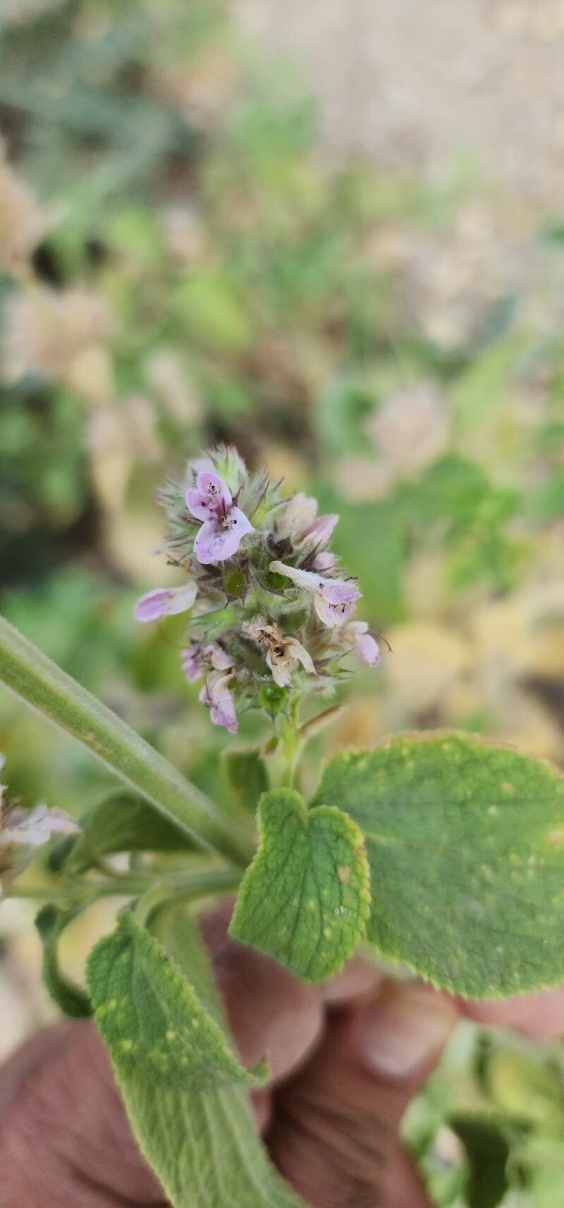 Stachys spectabilis flower