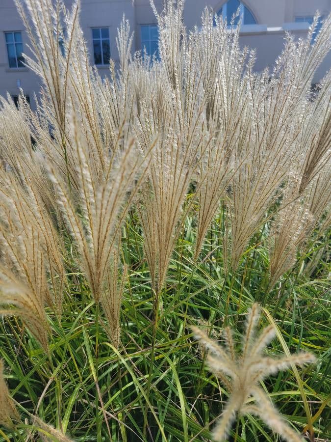 Miscanthus sacchariflorus flower