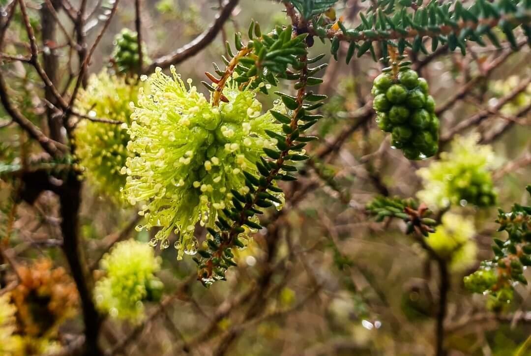 Melaleuca diosmifolia flower