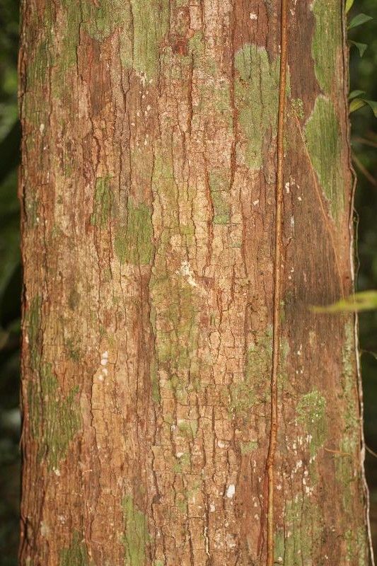 Micropholis venulosa bark