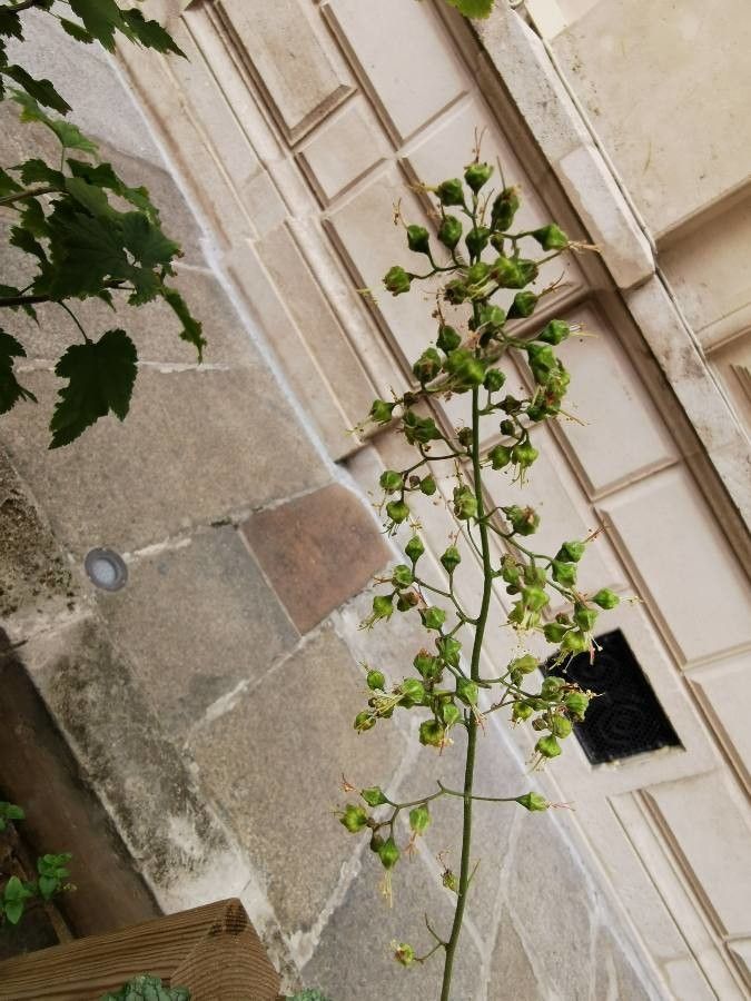 Heuchera americana fruit