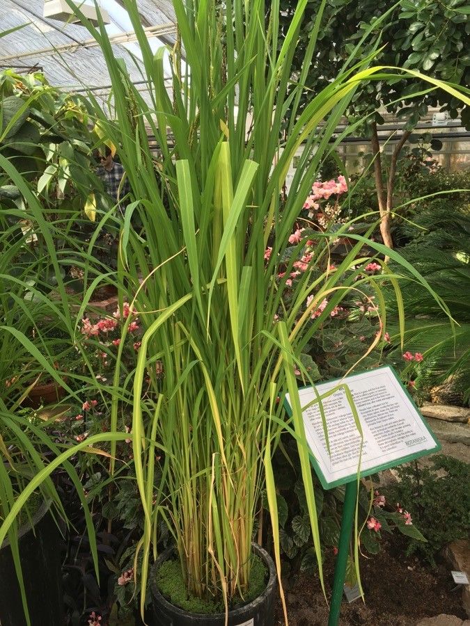 Oryza glaberrima habit