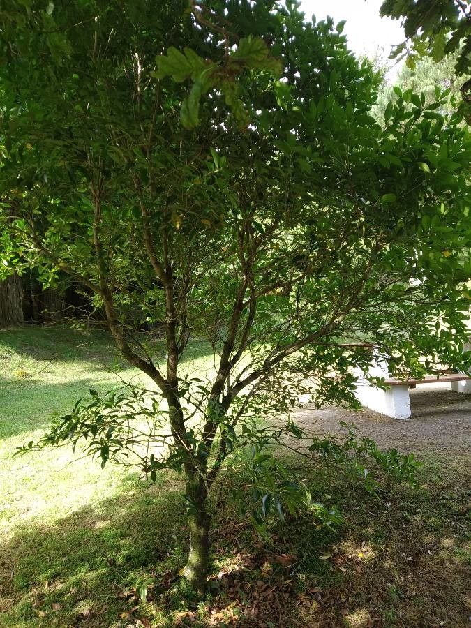 Picconia azorica habit