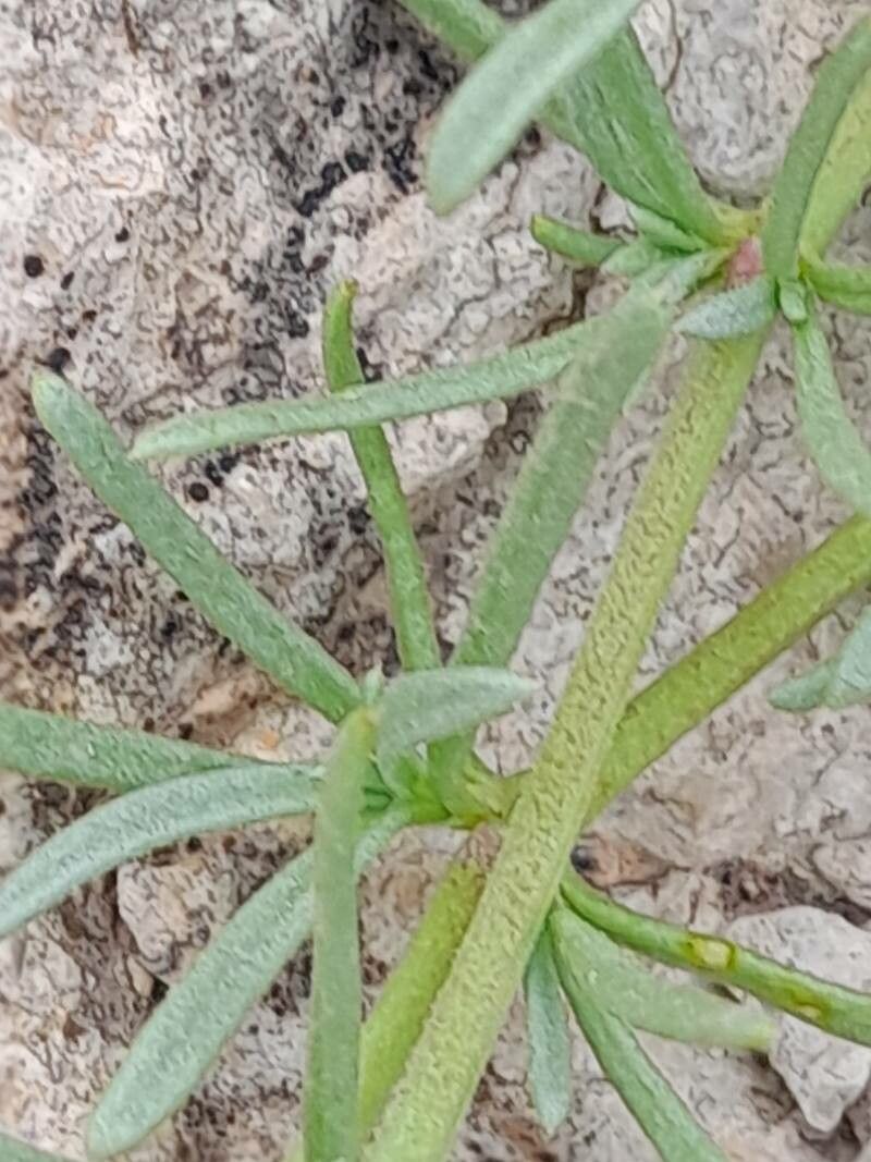 Pteranthus dichotomus bark