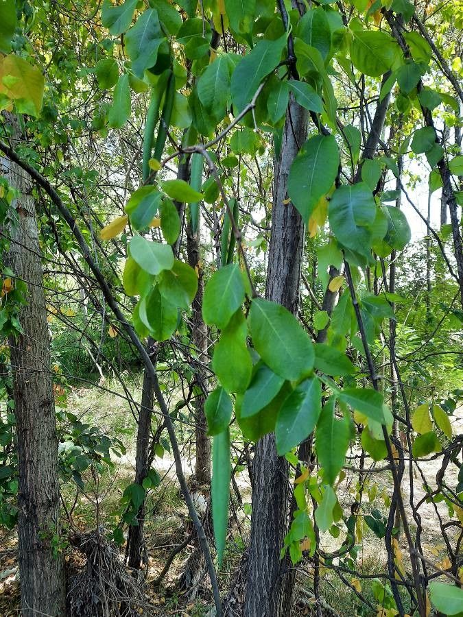 Periploca graeca fruit
