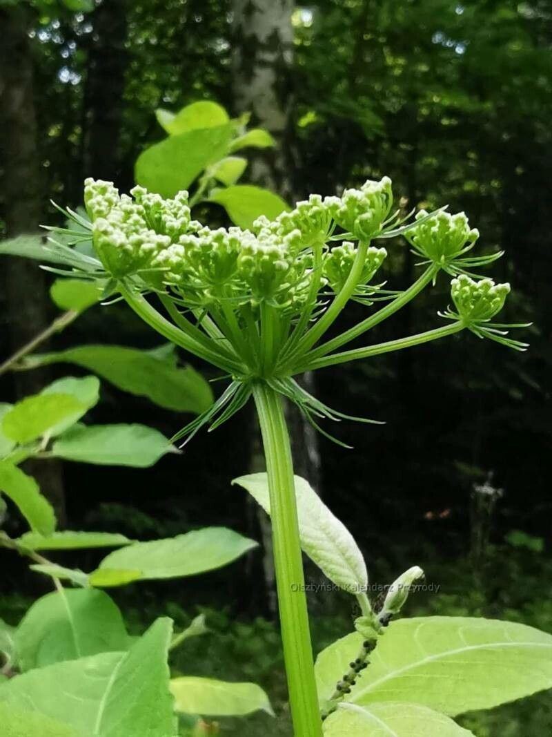 Peucedanum oreoselinum flower