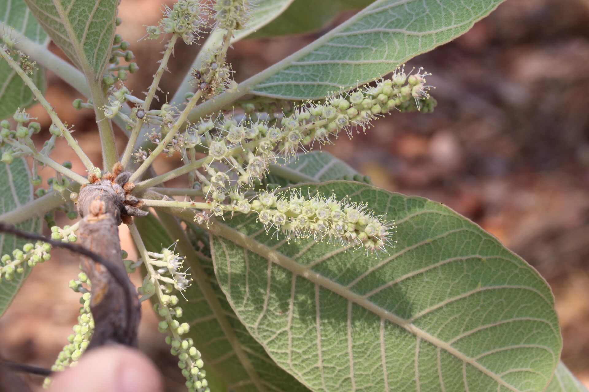 Terminalia mollis flower
