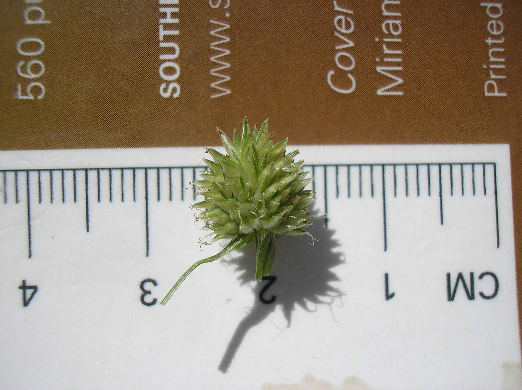 Cyperus brevifolioides fruit