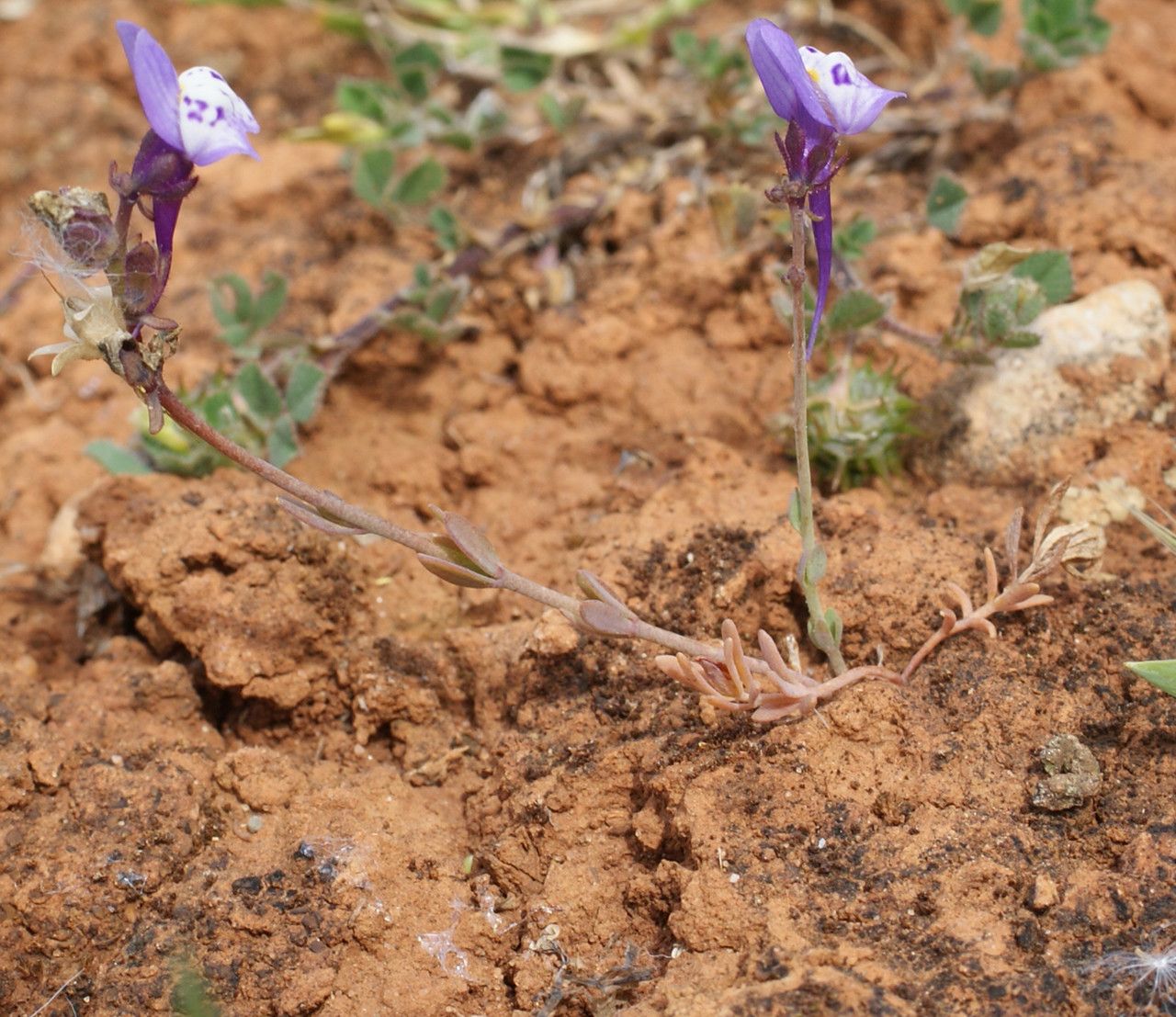 Linaria amethystea habit