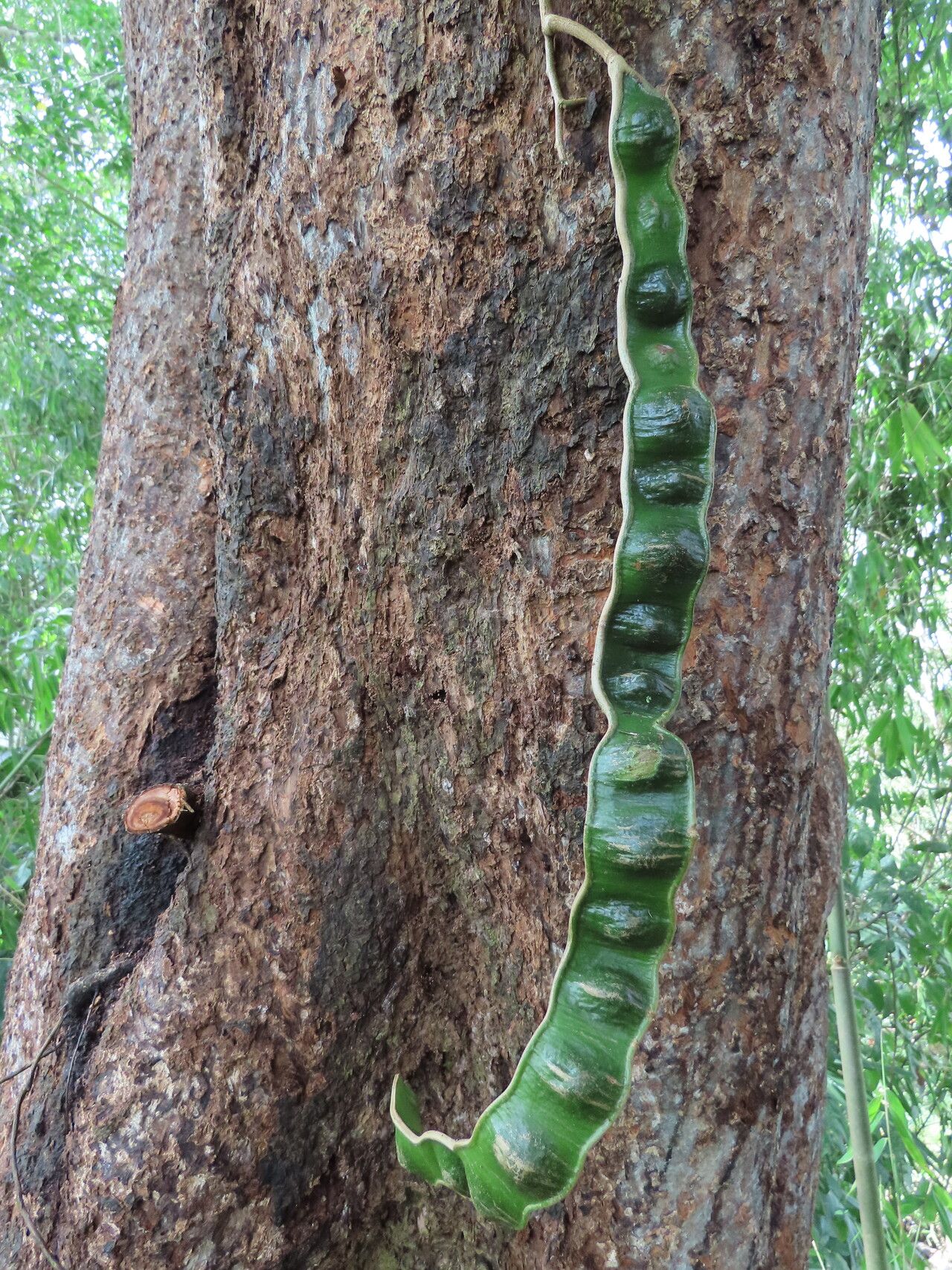 Inga laevigata fruit