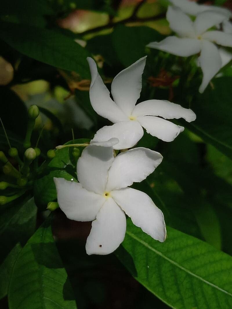 Tabernaemontana pandacaqui flower
