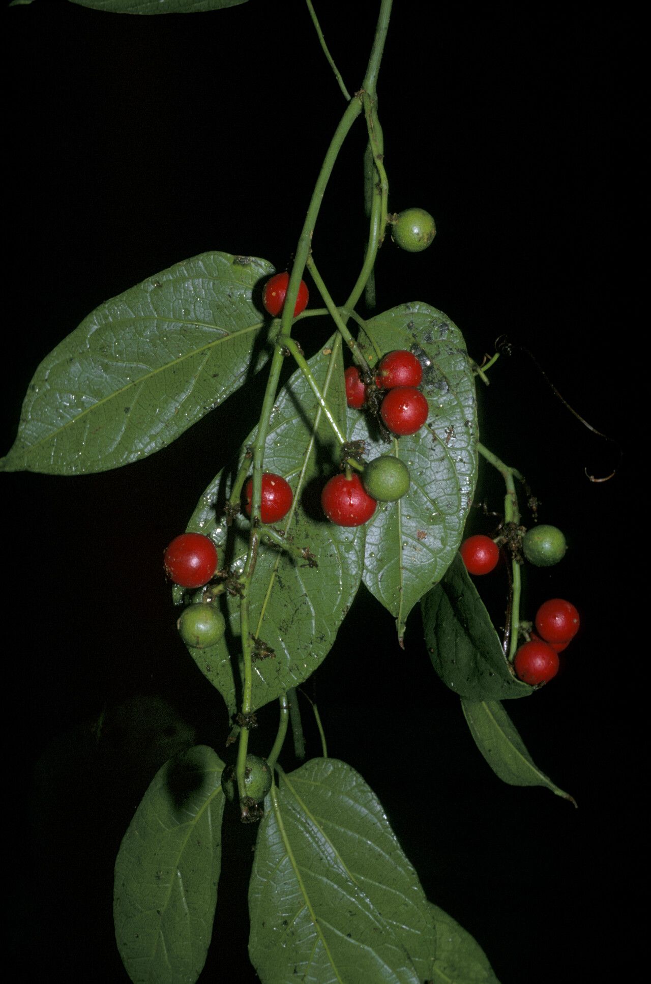Psiguria triphylla fruit