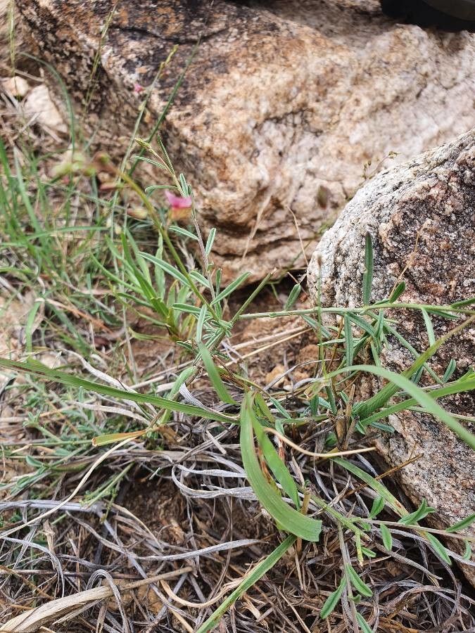Polygala liniflora — houseplant care guide