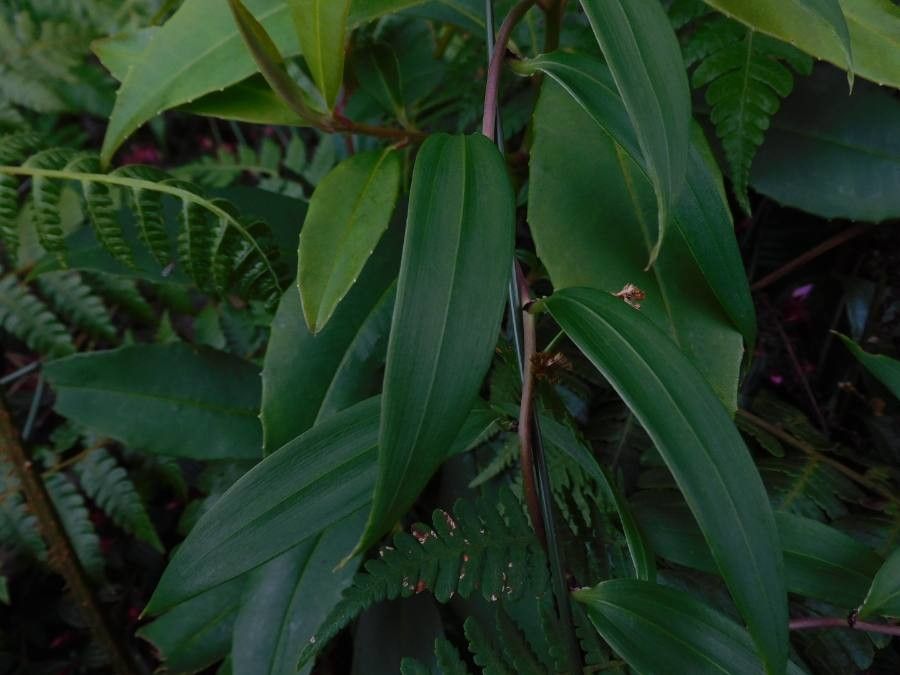 Bomarea hirsuta — search result for 'Bomarea'