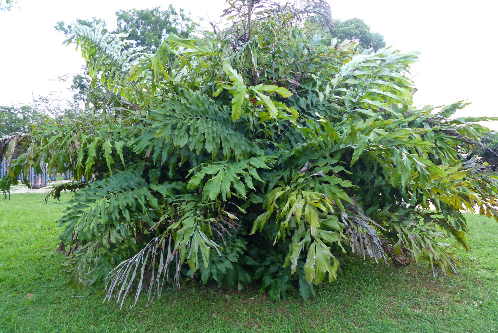 Arenga brevipes leaf