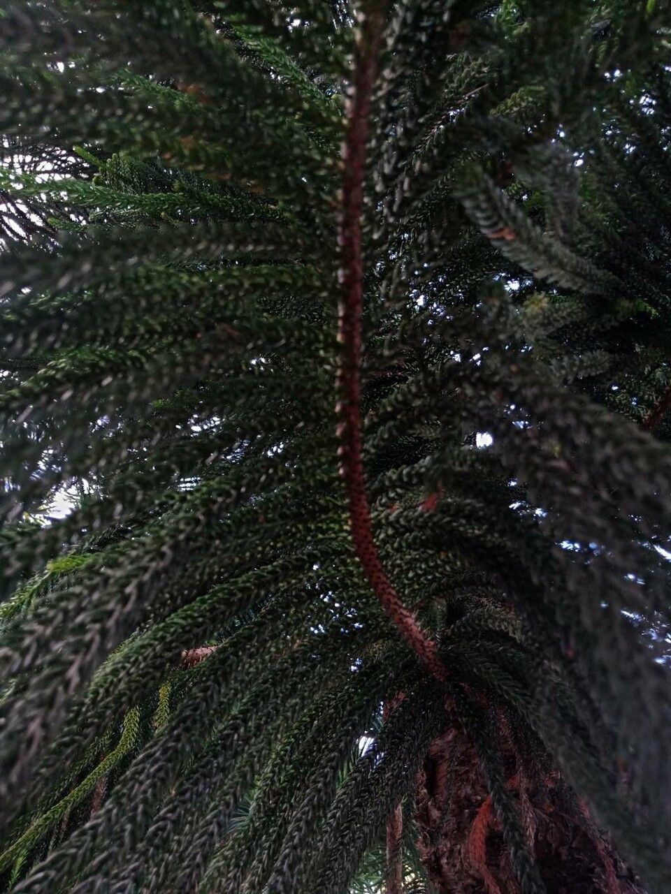 Araucaria laubenfelsii leaf