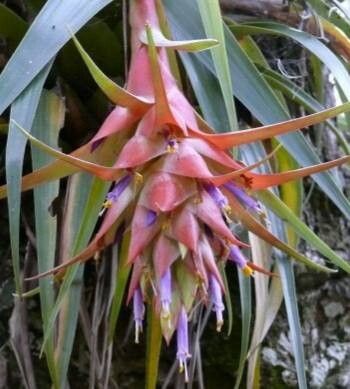 Tillandsia violacea habit